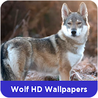 Wolf HD Wallpapers