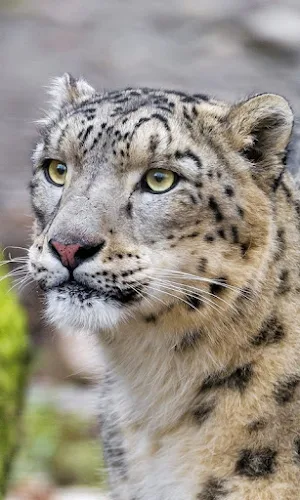 Snow Leopard Wallpapers Screenshot 1
