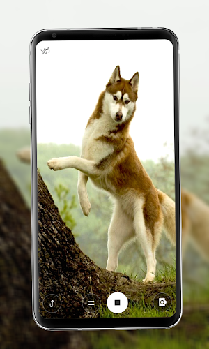 Dog Wallpapers Screenshot 2