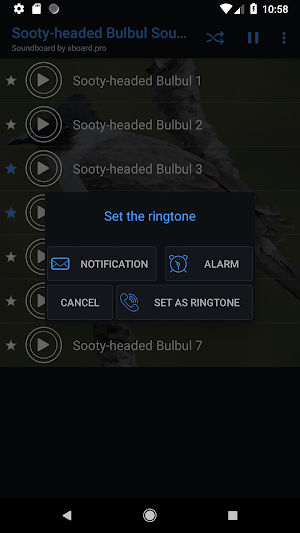 Sooty-headed Bulbul bird sounds ~ Sboard.pro Screenshot 2