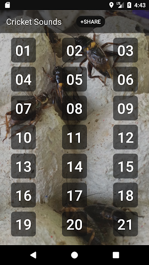 Cricket Sounds Screenshot 0
