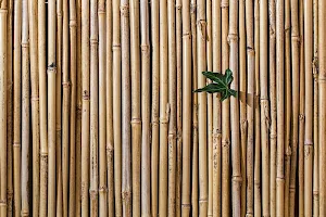 Bamboo wallpapers Screenshot 0