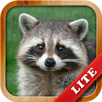Animals for Kids