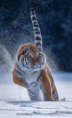 Tiger Video Wallpaper Screenshot 1