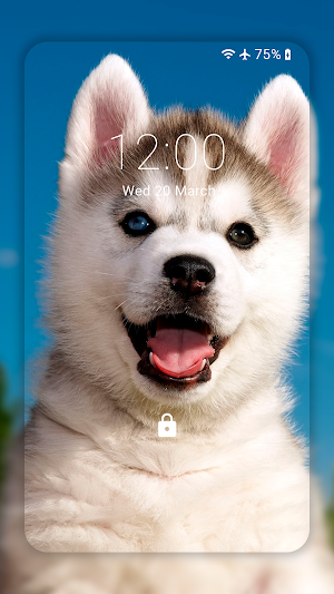 Husky dog Wallpaper HD : backgrounds & themes Screenshot 0