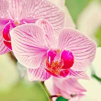Orchids Wallpapers
