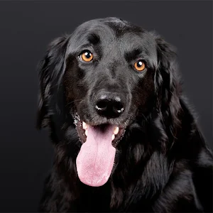 Dog Sounds Screenshot 3