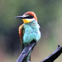 European bee eater Wallpapers