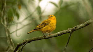 Warbler Bird Sounds Screenshot 3