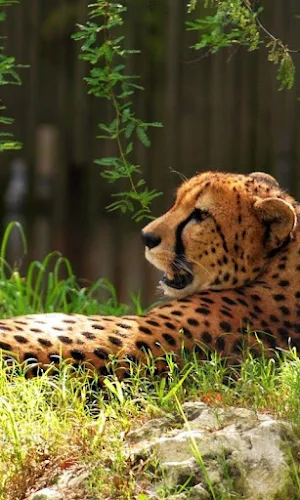 Cheetah Wallpapers Screenshot 1