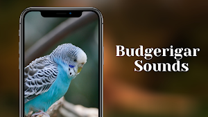 Budgerigar Sounds Screenshot 0