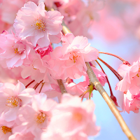 Cherry Blossom Vision Theme