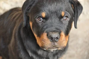 Rottweiler wallpapers Screenshot 3