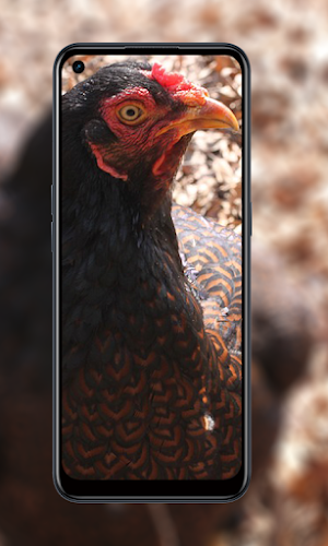 Wallpaper animal chicken HD Screenshot 2