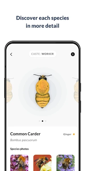What’s that bumblebee Screenshot 3
