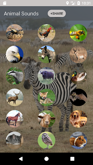 Animal sounds and Ringtone Screenshot 0