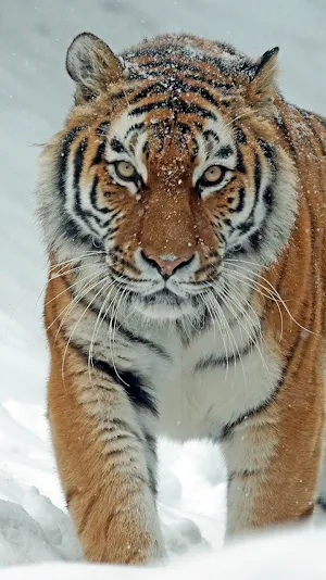 siberian tiger wallpaper Screenshot 0