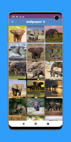 Elephant wallpaper HD Screenshot 3