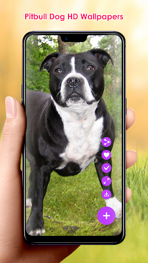Pitbull Dog HD Wallpapers Screenshot 2