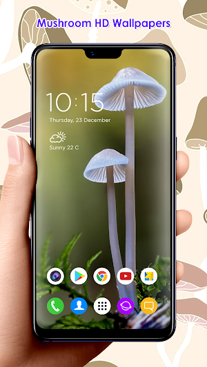 Mushroom HD Wallpapers Screenshot 3