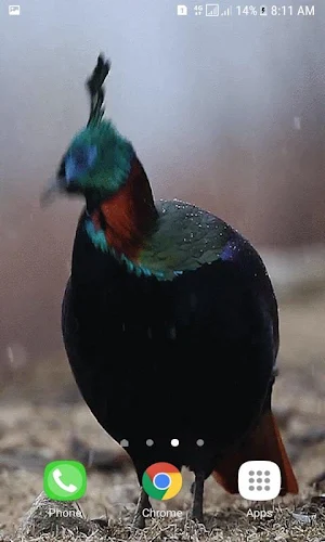 Rainy Blue Bird LWP Screenshot 2