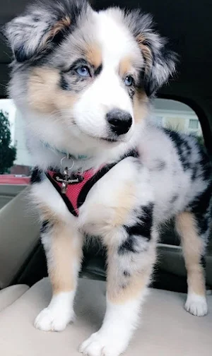 Australian Shepherd Wallpapers Screenshot 1