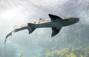 Shark wallpapers Screenshot 1
