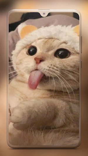 Cute Cat Wallpaper - Kitten Wallpapers Screenshot 3