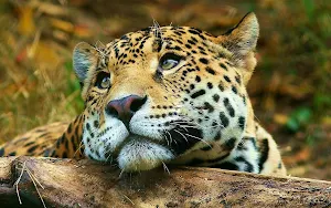 Leopard Wallpaper HD Screenshot 1