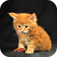Kitten Wallpaper 2023