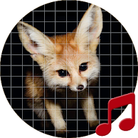 Nocturnal animal sounds ~ Sboard.pro