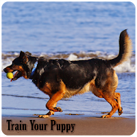 Train Your Puppy
