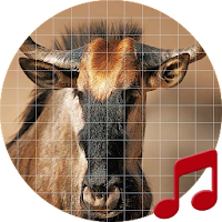 Wildebeest sounds ~ Sboard.pro