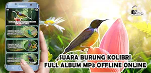 Suara Burung Kolibri Kelapa Screenshot 3