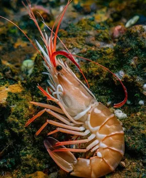 Udang Wallpaper Yi Screenshot 0