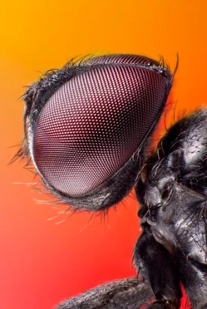 Insects Wallpapers Screenshot 3