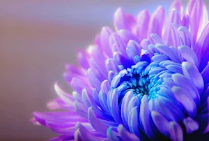 Violet wallpapers Screenshot 0