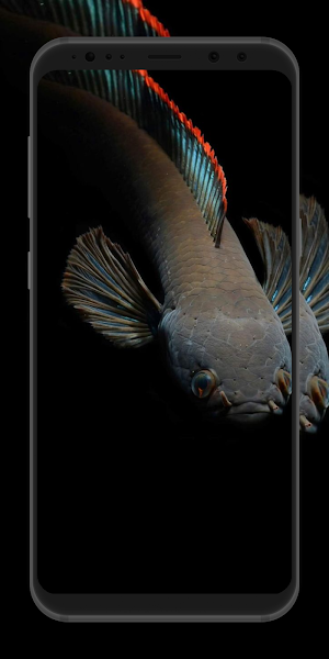 Channa Fish Wallpaper Screenshot 1