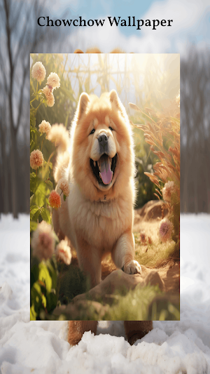 Chow Chow Wallpapers Screenshot 2
