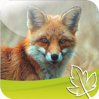 Fuchs Jagd