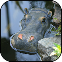 Hippopotamus wallpapers
