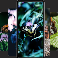 Butterfly wallpaper-4k cool
