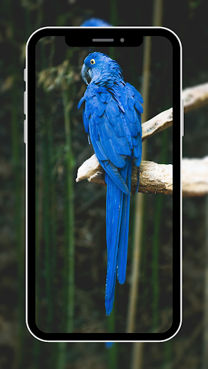 Bird Wallpaper Screenshot 2