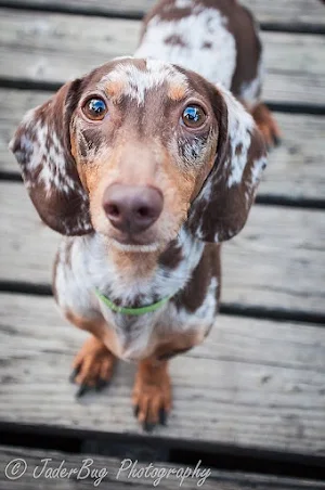 Dachshund Dog Wallpapers Screenshot 2