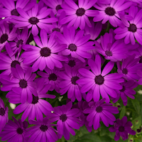 Cineraria Wallpaper