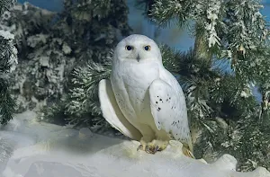 Snowy Owl Wallpapers Screenshot 0