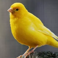 Canto de Canário Belga