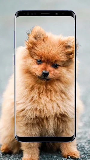 Pomeranian Dogs Wallpaper Screenshot 3