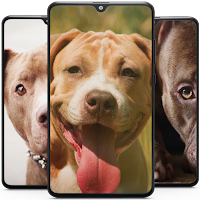 Pitbull Dog Wallpaper HD