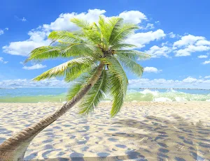 Palm Tree Wallpaper HD - collection 1 Screenshot 0